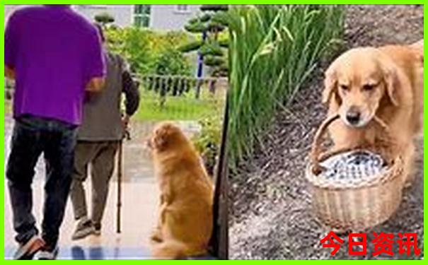 全新方法澳门全新指南管家婆经验分享100%全新下载精准-2025澳门六今晚开奖记录